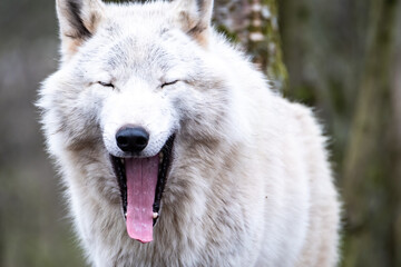 Obraz premium Close up of an adult white wolve roaming in the forest