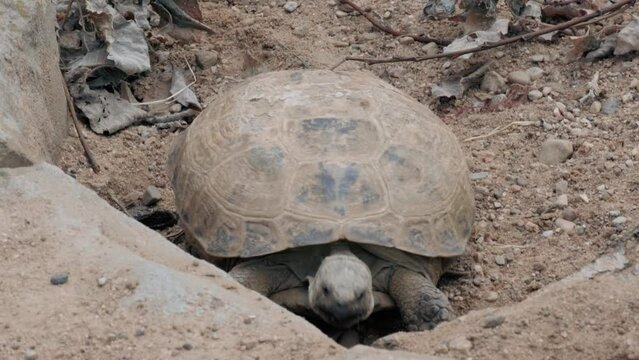turtle crawls on the sand
