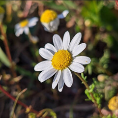 white daisy flower