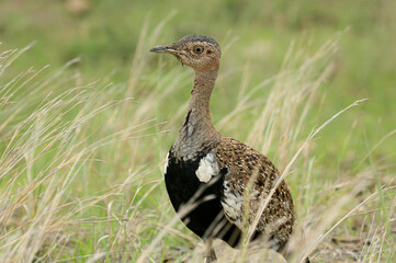 Red-crested Korhaan, Kruger National Park, South Africa