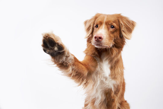 Dog Waving Its Paws On A White Background, In The Studio. Funny Nova Scotia Duck Retriever, Toller