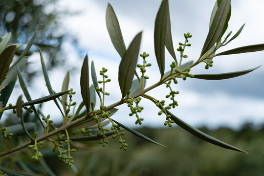 Flor o trama del olivo, esquimo o rapa