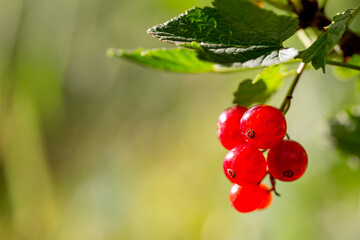 red currant bush with hanging fruits and copy space