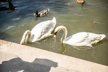 łabędzie piękne zwierzęta © Tymoteusz
