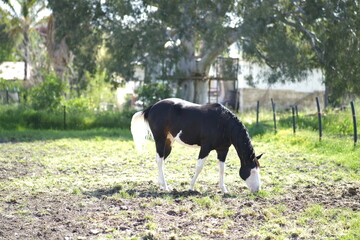 horse in the farm