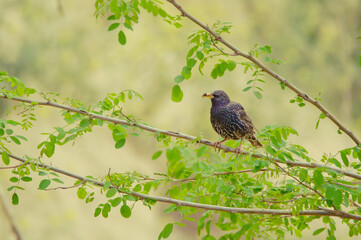 bird, robin, natur, wild lebende tiere, tier, rot, wild, ast