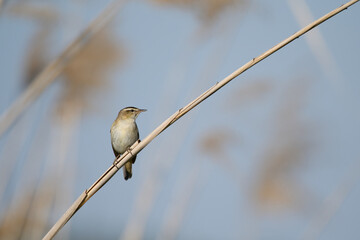 bird, robin, natur, wild lebende tiere, tier, rot, wild, ast