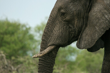 Fototapeta premium African elephant, Kruger National Park, South Africa