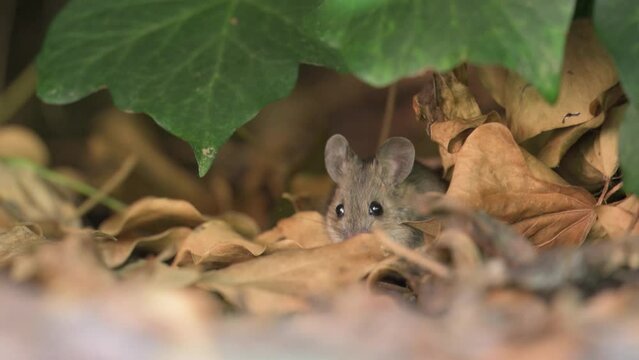 Long-tailed field mouse, Apodemus sylvaticus, nibbling behind ivy leaves then jumping away in slow motion