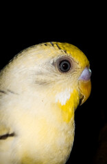 close up of a yellow parrot
