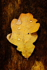 Une feuille de chêne sur une écorce en automne