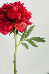 red peonies in a vase on the white background