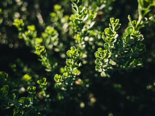 Fototapeta na wymiar Green plant foliage