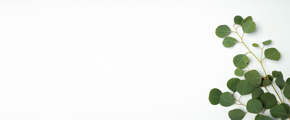 Eucalyptus branch on a white background