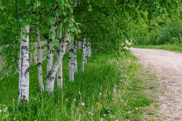 Fototapeta premium Horizontal natural background. Russian nature. Birches stand in a row in the grass next to the road. Wallpaper.