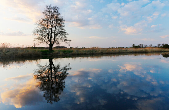 silhouette of a tree against the sky at sunset and reflection in the river, beautiful landscape, best for wallpaper