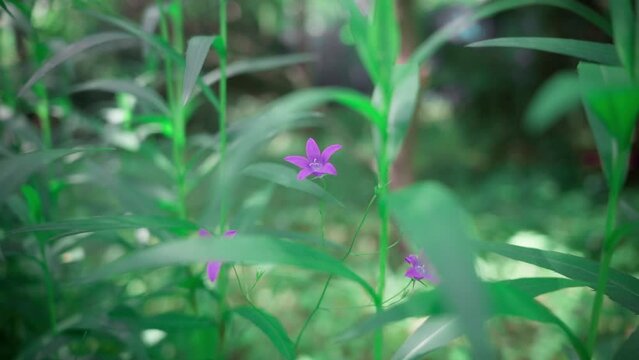 a purple flower sways in the wind in the green grass