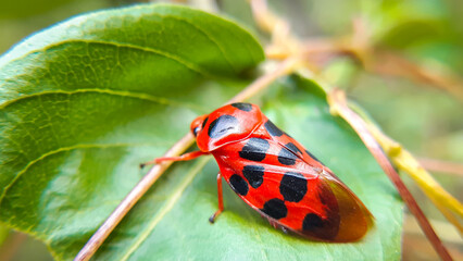 frog hopper  on leaf