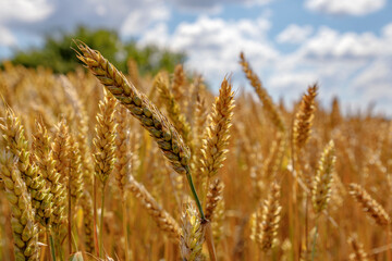Sunny wheat close up. Golden ripe ears on a sunny morning. Soft light nature banner
