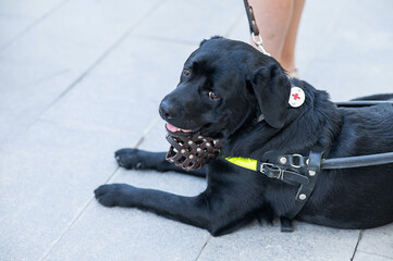 Black Labrador working as a guide dog for a blind woman. 