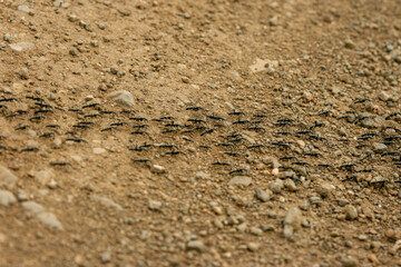 Matabele ants (Megaponera analis), Kruger National Park, South Africa