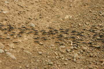 Matabele ants (Megaponera analis), Kruger National Park, South Africa