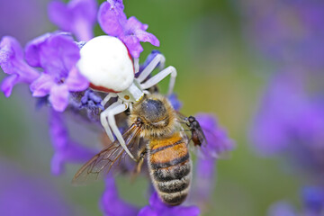 Makro closeup of small venomous female white crab spider (misumena vatia) feeding on larger honey bee with Milichiidae  flies scavengers on purple lavender flower - Germany