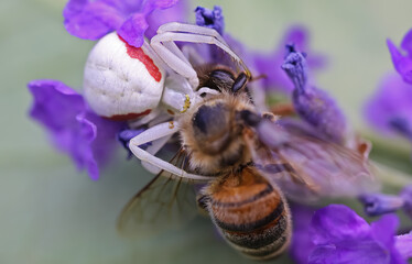 Makro closeup of small venomous female white crab spider (misumena vatia) preying larger honey bee on purple lavender flower - Germany