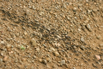 Matabele ants (Megaponera analis), Kruger National Park, South Africa