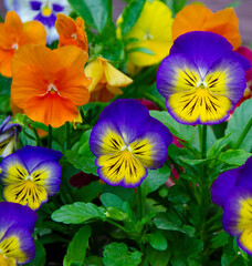 purple pansy flowers.flower bed pansy flowers