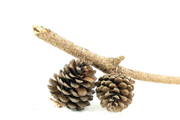 Pine cone on white background.