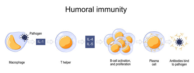Immune response. humoral immunity.