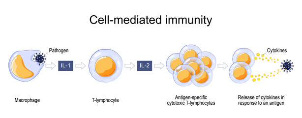 Immune response. Cell-mediated immunity.
