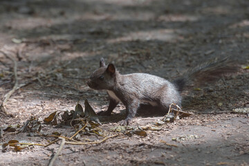 Black squirrel at park