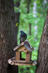 Pigeon sitting on feeder