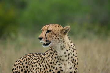 Cheetah, Kruger National Park, South Africa