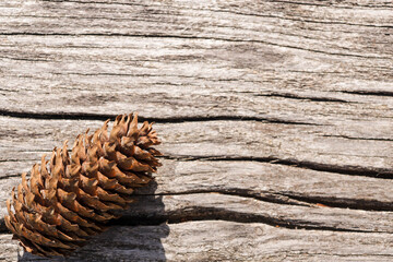 Fir cone lies on a wooden surface. Beautiful fir cone with copy space under the natural light of...