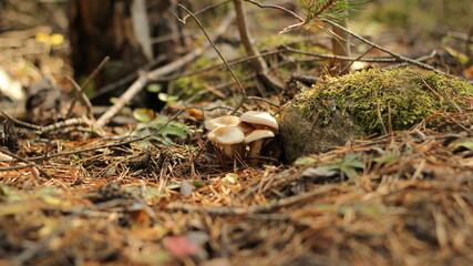 mushrooms in the forest