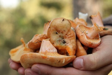mushrooms in a hand