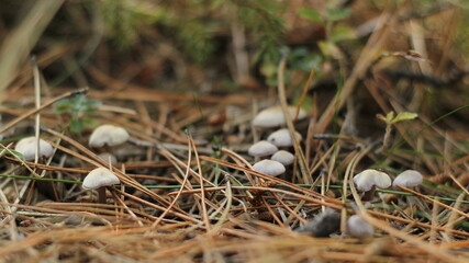 mushrooms in the forest