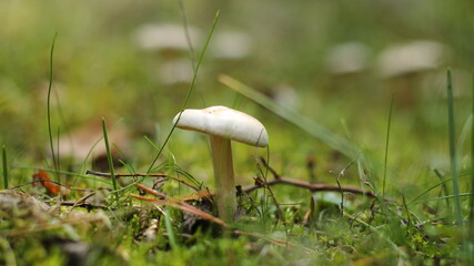 mushrooms in the forest