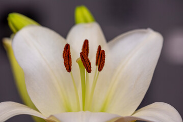 Macro photo of the inside of a white lily flower with visible pollen.