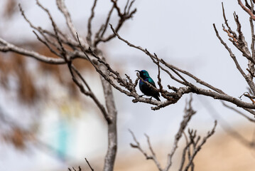A colorful purple sunbird sitting on a bush and singing on a cold winter evening inside bharatpur bird sanctuary