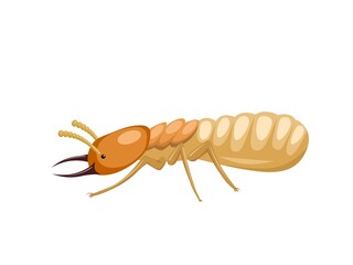 Vector illustration, termites or Isoptera, isolated on white background.