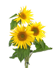 Fleurs de Tournesol	