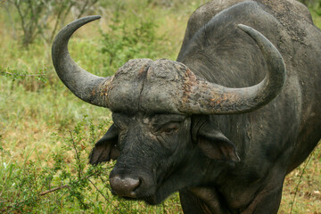 African buffalo, Kruger National Park, South Africa