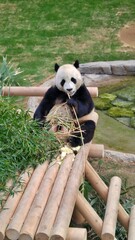 판다의 대나무 식사, Panda's Bamboo Meal, パンダの竹の食事 © KIM