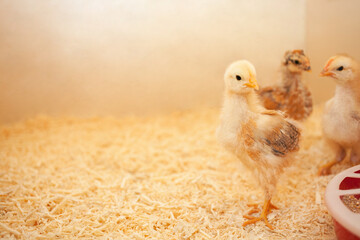 Small chicks in wooden chicken coop, copy space, indoors. Beautiful newborn birds. looks into camera