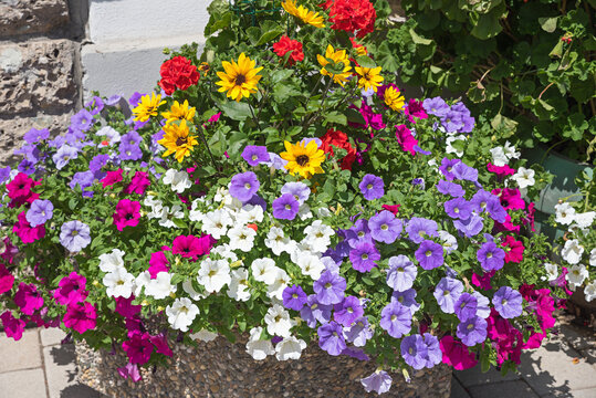 flower pot with purple petunias, geranium and sunflowers in front of the wall