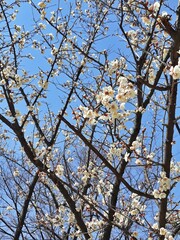 cherry blossoms, さくら [桜] (6)